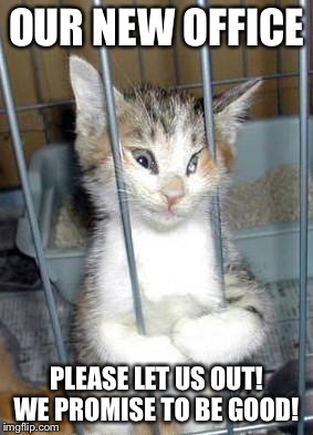 catjail | OUR NEW OFFICE; PLEASE LET US OUT! WE PROMISE TO BE GOOD! | image tagged in catjail | made w/ Imgflip meme maker