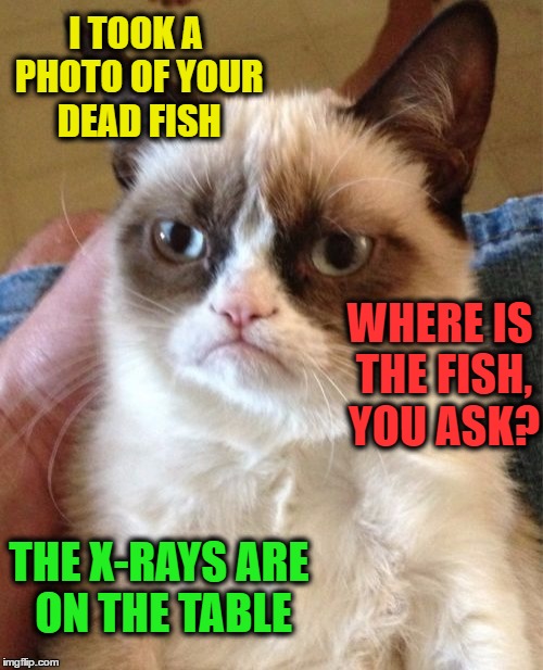 Grumpy Cat | I TOOK A PHOTO OF YOUR DEAD FISH; WHERE IS THE FISH, YOU ASK? THE X-RAYS ARE ON THE TABLE | image tagged in memes,grumpy cat | made w/ Imgflip meme maker