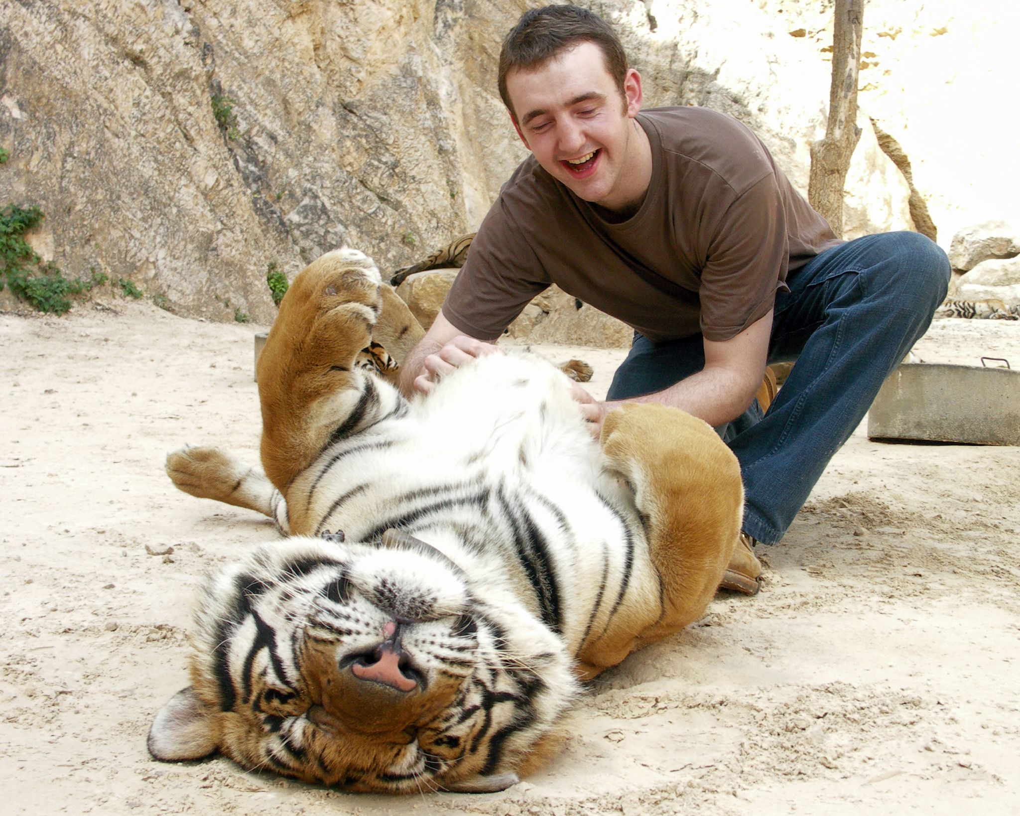 High Quality Petting A Tiger Blank Meme Template