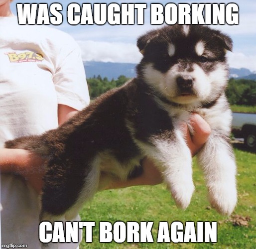 No borking  | WAS CAUGHT BORKING; CAN'T BORK AGAIN | image tagged in dog,bork,pupper,puppy | made w/ Imgflip meme maker