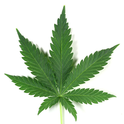Marijuana leaf Blank Meme Template