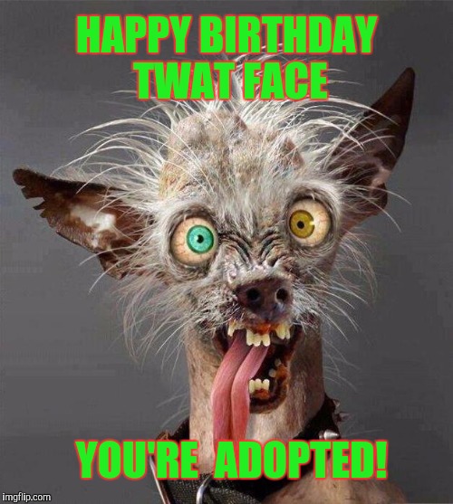 ugly dog 2.0 | HAPPY BIRTHDAY TWAT FACE; YOU'RE  ADOPTED! | image tagged in ugly dog 20 | made w/ Imgflip meme maker
