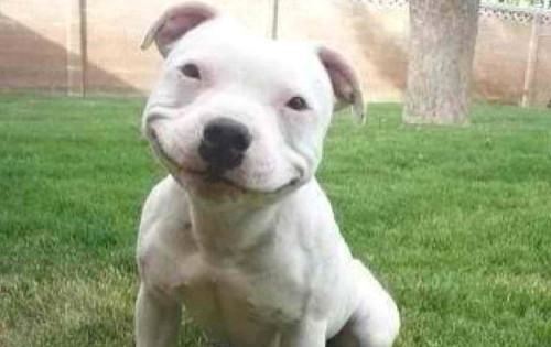 Smiling Pitbull Blank Meme Template
