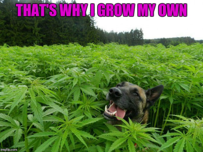 THAT'S WHY I GROW MY OWN | made w/ Imgflip meme maker