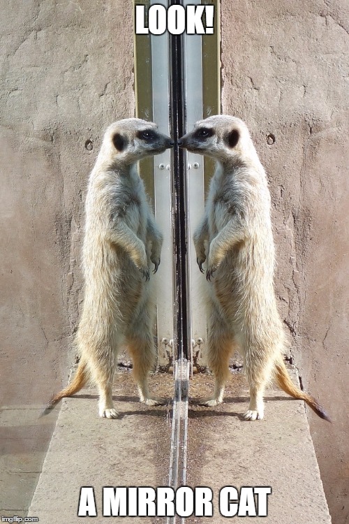 A meerkat looks through a mirror |  LOOK! A MIRROR CAT | image tagged in meerkats,mirrors,play on words | made w/ Imgflip meme maker