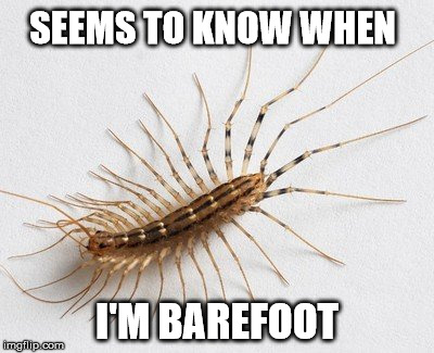 Plans It's Ambush Attacks | SEEMS TO KNOW WHEN; I'M BAREFOOT | image tagged in memes | made w/ Imgflip meme maker