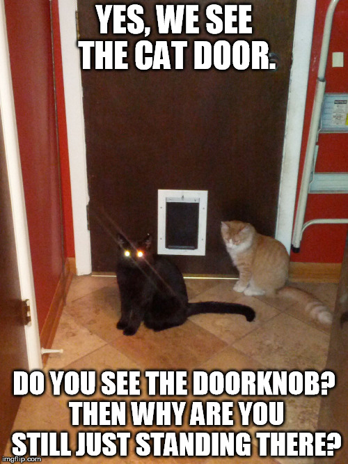 YES, WE SEE THE CAT DOOR. DO YOU SEE THE DOORKNOB? THEN WHY ARE YOU STILL JUST STANDING THERE? | image tagged in do you see the doorknob | made w/ Imgflip meme maker