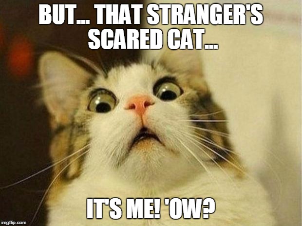 Scared Cat | BUT... THAT STRANGER'S SCARED CAT... IT'S ME! 'OW? | image tagged in memes,scared cat | made w/ Imgflip meme maker