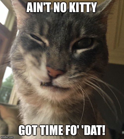 AIN'T NO KITTY; GOT TIME FO' 'DAT! | image tagged in cute cat | made w/ Imgflip meme maker