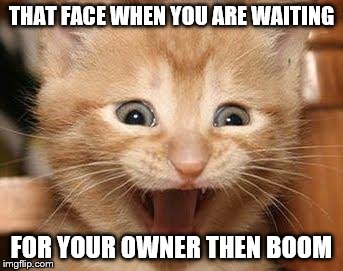 Excited Cat | THAT FACE WHEN YOU ARE WAITING; FOR YOUR OWNER THEN BOOM | image tagged in memes,excited cat | made w/ Imgflip meme maker
