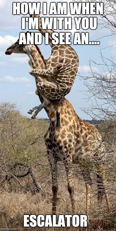 Funny Giraffe | HOW I AM WHEN I'M WITH YOU AND I SEE AN.... ESCALATOR | image tagged in funny giraffe | made w/ Imgflip meme maker