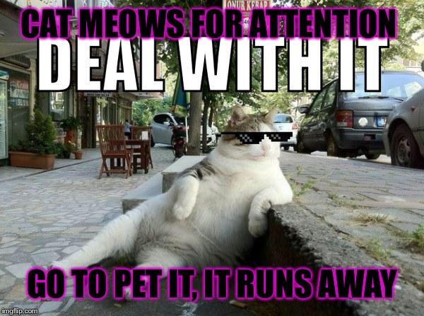 Deal with it cat |  CAT MEOWS FOR ATTENTION; GO TO PET IT, IT RUNS AWAY | image tagged in deal with it cat | made w/ Imgflip meme maker