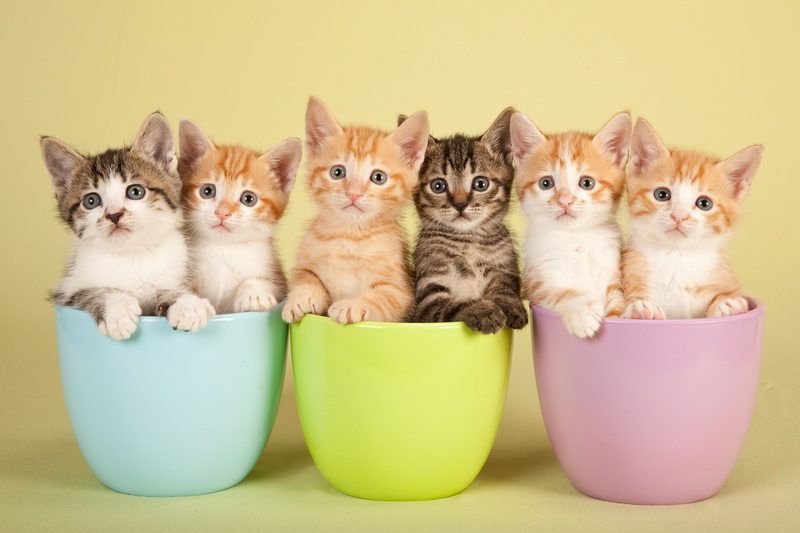 Kittens in Mugs for Coffee Blank Meme Template