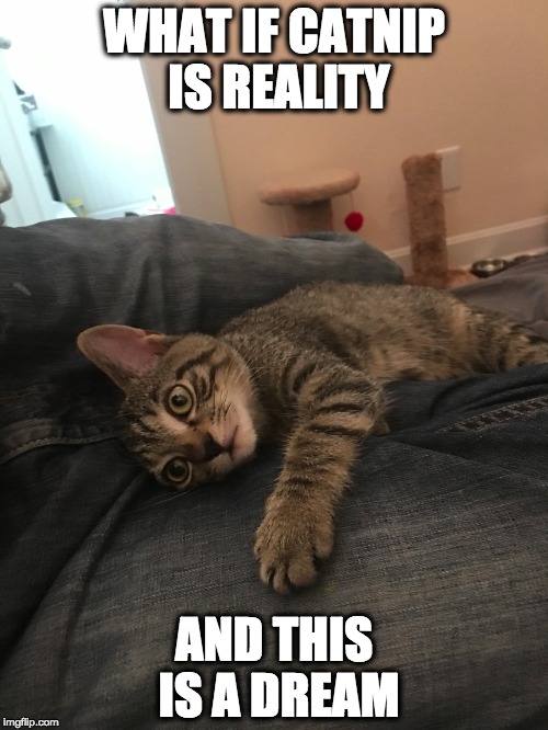 WHAT IF CATNIP IS REALITY; AND THIS IS A DREAM | made w/ Imgflip meme maker