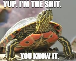 YUP. I'M THE SHIT. YOU KNOW IT. | image tagged in flyy turtle | made w/ Imgflip meme maker