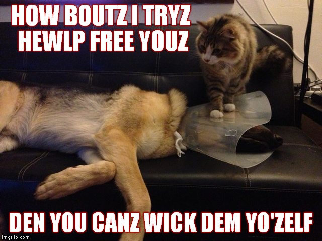 Some favors are a bit too much to ask for... |  HOW BOUTZ I TRYZ HEWLP FREE YOUZ; DEN YOU CANZ WICK DEM YO'ZELF | image tagged in oh boy cat,cat memes,annoyed dog | made w/ Imgflip meme maker
