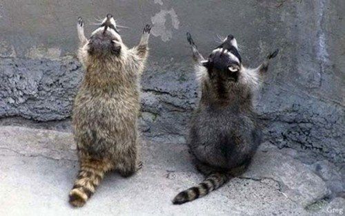 High Quality raccoon praying 2 Blank Meme Template