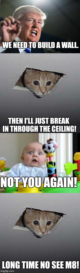 We Meet Again M8 | WE NEED TO BUILD A WALL. THEN I'LL JUST BREAK IN THROUGH THE CEILING! NOT YOU AGAIN! LONG TIME NO SEE M8! | image tagged in ceiling cat,donald trump,scared baby 2,memes | made w/ Imgflip meme maker