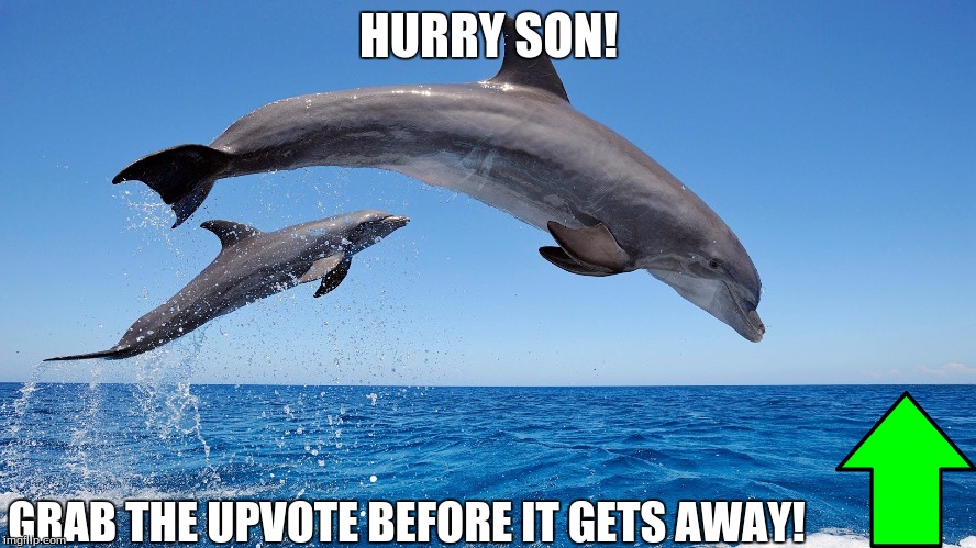It's quite hard to get credit for a good meme nowadays. | HURRY SON! GRAB THE UPVOTE BEFORE IT GETS AWAY! | image tagged in memes,dolphins,upvotes | made w/ Imgflip meme maker