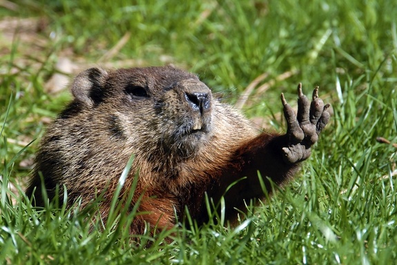 High Quality Woodchuck Nope Blank Meme Template