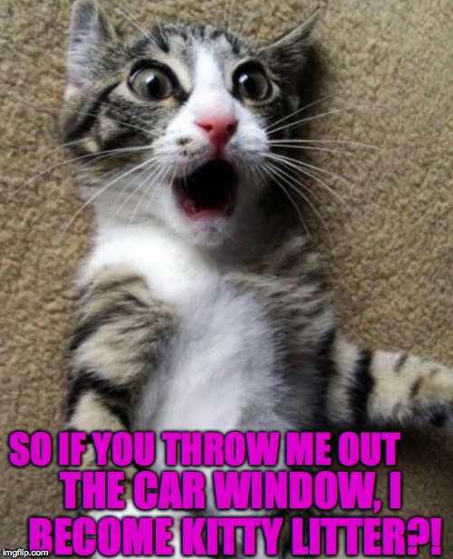 OMGCat | THE CAR WINDOW, I BECOME KITTY LITTER?! SO IF YOU THROW ME OUT | image tagged in omgcat,memes,funny,animals,scared cat,lol | made w/ Imgflip meme maker