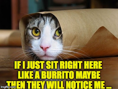 Hehehehe | IF I JUST SIT RIGHT HERE LIKE A BURRITO MAYBE THEN THEY WILL NOTICE ME ... | image tagged in memes,animals,cute,sad cat,funny,cats | made w/ Imgflip meme maker