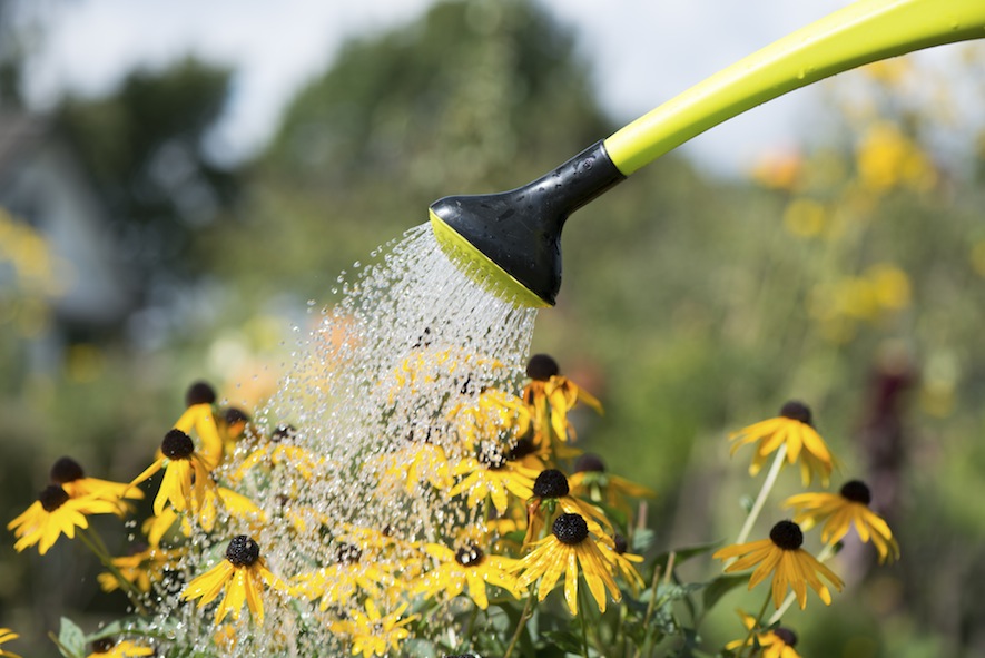 Watering plants Blank Meme Template