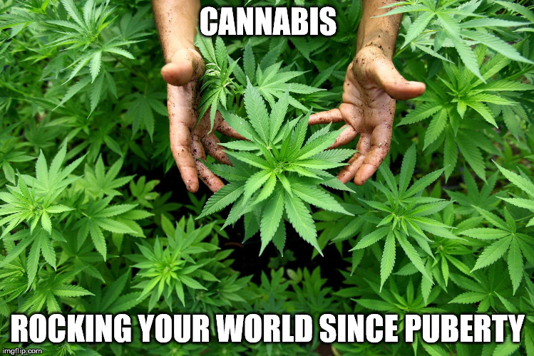Rocking your world | CANNABIS; ROCKING YOUR WORLD SINCE PUBERTY | image tagged in cannabis,puberty | made w/ Imgflip meme maker