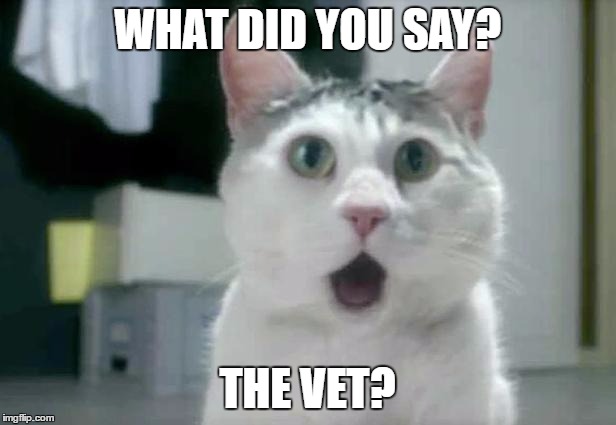 OMG Cat | WHAT DID YOU SAY? THE VET? | image tagged in memes,omg cat | made w/ Imgflip meme maker