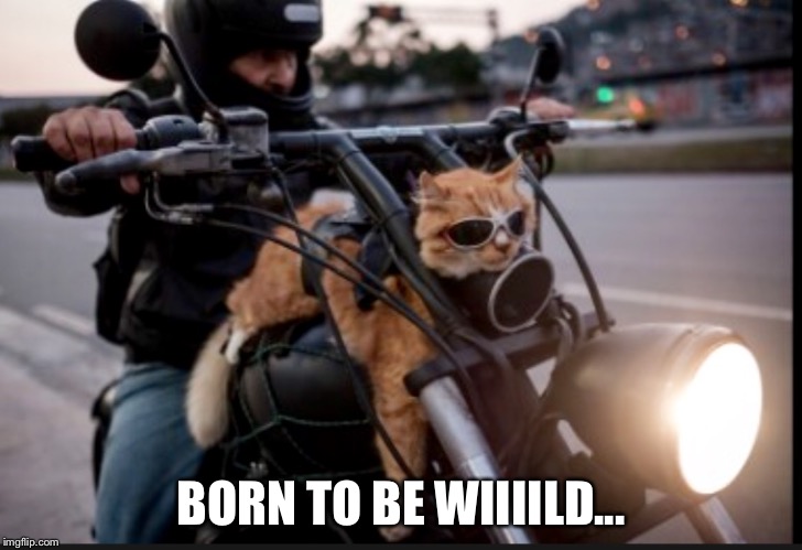 Wild |  BORN TO BE WIIIILD... | image tagged in biker cat | made w/ Imgflip meme maker