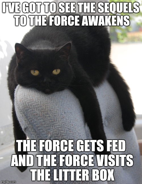 Draped Cat Be Like | I'VE GOT TO SEE THE SEQUELS TO THE FORCE AWAKENS; THE FORCE GETS FED AND THE FORCE VISITS THE LITTER BOX | image tagged in black cat draped on chair,draped cat,sequel to the force awakens,memes,funny,gets fed and visits the litter box | made w/ Imgflip meme maker