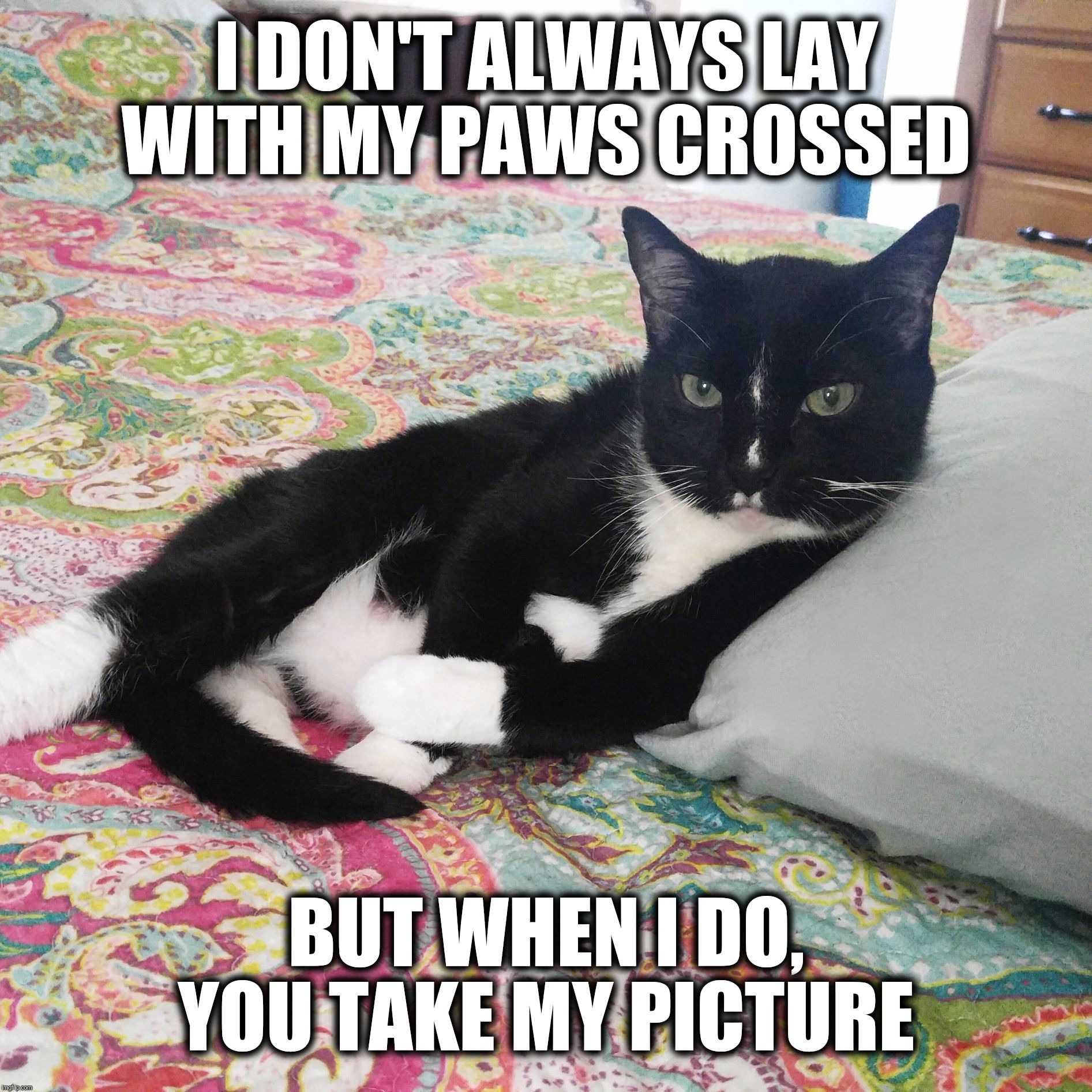 Debonair Cat |  I DON'T ALWAYS LAY WITH MY PAWS CROSSED; BUT WHEN I DO, YOU TAKE MY PICTURE | image tagged in bert the cat,funny memes,funny cat memes,funny animals,tuxedo cat,cat | made w/ Imgflip meme maker