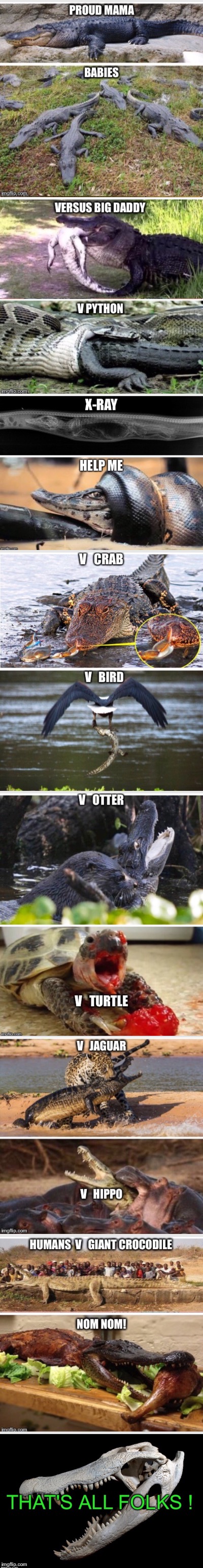 ALLIGATORS   V   LIFE | image tagged in alligator | made w/ Imgflip meme maker