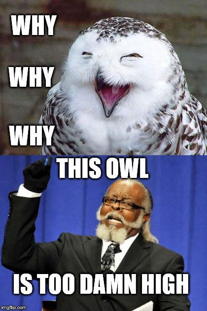 High Owl | WHY; WHY; WHY; THIS OWL; IS TOO DAMN HIGH | image tagged in too damn high,owls | made w/ Imgflip meme maker