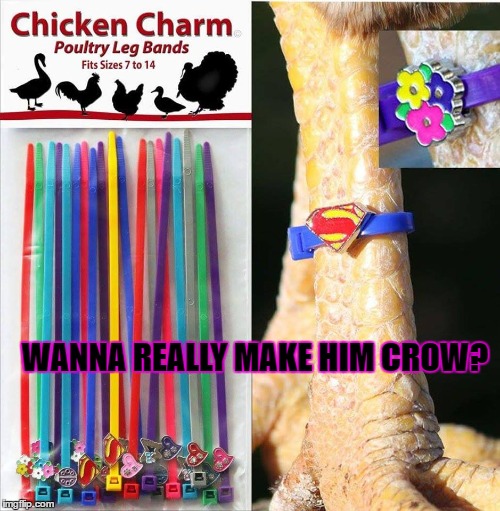 Can I Get A Cockadoodledoo? | WANNA REALLY MAKE HIM CROW? | image tagged in chicken,memes,lol,lynch1979 | made w/ Imgflip meme maker