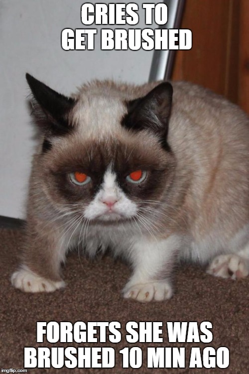 Grumpy Cat red eyes | CRIES TO GET BRUSHED; FORGETS SHE WAS BRUSHED 10 MIN AGO | image tagged in grumpy cat red eyes | made w/ Imgflip meme maker