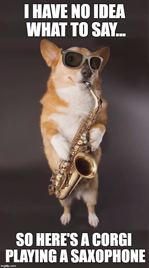 Corgi Saxophone | I HAVE NO IDEA WHAT TO SAY... SO HERE'S A CORGI PLAYING A SAXOPHONE | image tagged in corgi saxophone | made w/ Imgflip meme maker