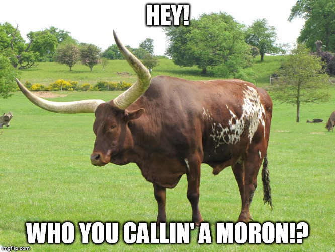 oxymoron | HEY! WHO YOU CALLIN' A MORON!? | image tagged in oxymoron | made w/ Imgflip meme maker