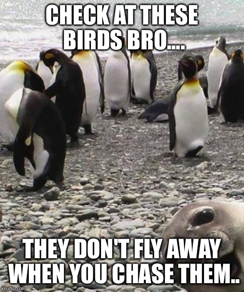 Funny seal | CHECK AT THESE BIRDS BRO.... THEY DON'T FLY AWAY WHEN YOU CHASE THEM.. | image tagged in memes | made w/ Imgflip meme maker