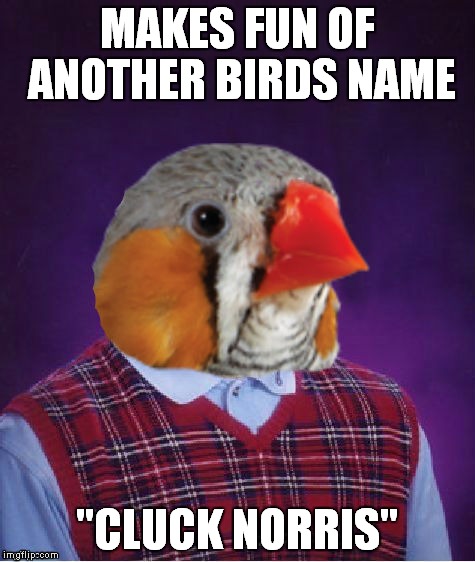 MAKES FUN OF ANOTHER BIRDS NAME "CLUCK NORRIS" | made w/ Imgflip meme maker