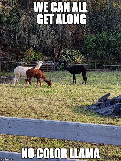 WE CAN ALL GET ALONG; NO COLOR LLAMA | image tagged in lama | made w/ Imgflip meme maker