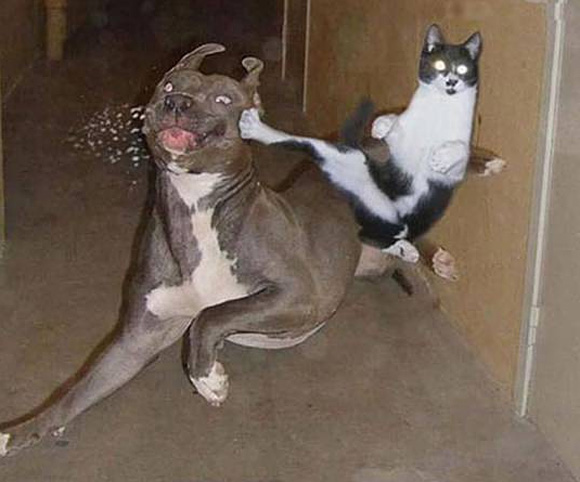 High Quality Kung fu cat Blank Meme Template