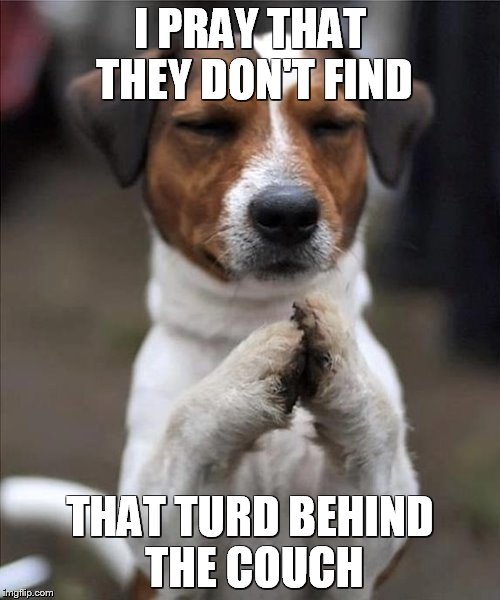 pet prayer | I PRAY THAT THEY DON'T FIND; THAT TURD BEHIND THE COUCH | image tagged in pet prayer | made w/ Imgflip meme maker
