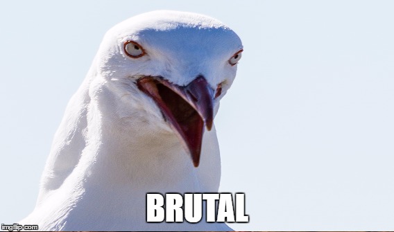 BRUTAL | image tagged in seagull,brutal | made w/ Imgflip meme maker