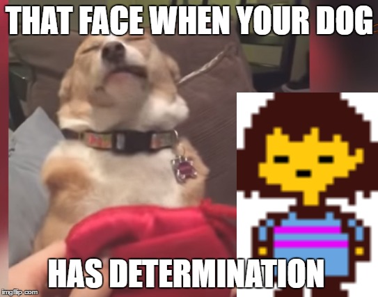 THAT FACE WHEN YOUR DOG; HAS DETERMINATION | image tagged in determination,undertale | made w/ Imgflip meme maker