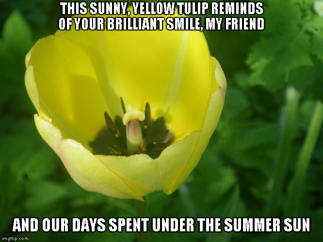 Yellow Tulip | THIS SUNNY, YELLOW TULIP
REMINDS OF YOUR BRILLIANT SMILE, MY FRIEND; AND OUR DAYS SPENT UNDER THE SUMMER SUN | image tagged in tulips,yellow tulip,summer,the sun,days | made w/ Imgflip meme maker
