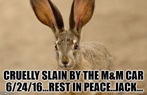 Jackrabbit | CRUELLY SLAIN BY THE M&M CAR 6/24/16...REST IN PEACE..JACK... | image tagged in nascar | made w/ Imgflip meme maker