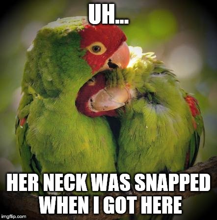 Cuddle Birds | UH... HER NECK WAS SNAPPED WHEN I GOT HERE | image tagged in cuddle birds | made w/ Imgflip meme maker