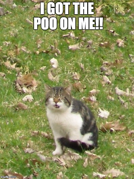 I GOT THE POO ON ME!! | image tagged in memes,funny,cat memes,cat,funny cat memes,joe dirt | made w/ Imgflip meme maker