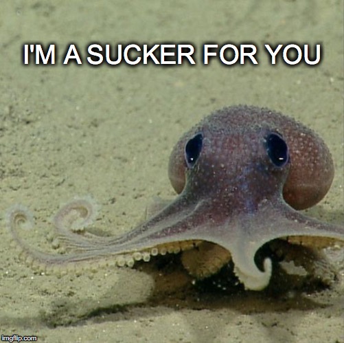 True Confessions | I'M A SUCKER FOR YOU | image tagged in janey mack meme,octopus,sucker for you,flirt | made w/ Imgflip meme maker